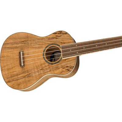 Fender Zuma Exotic Concert Ukulele SPALTED WN コンサートウクレレ ボディの画像